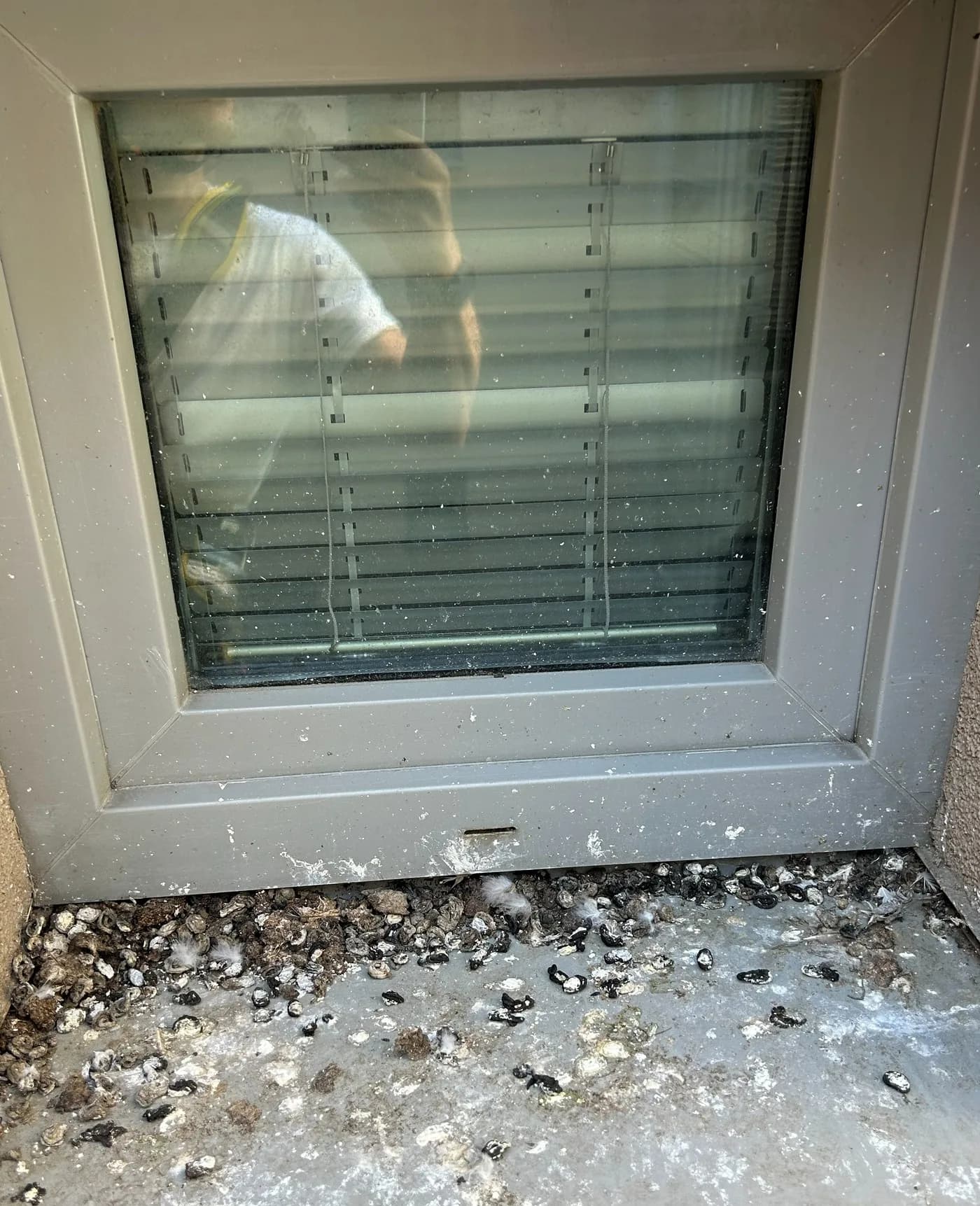 Okenný parapet zanesený holubím trusom a zvyškami hniezda, stav pred čistením
